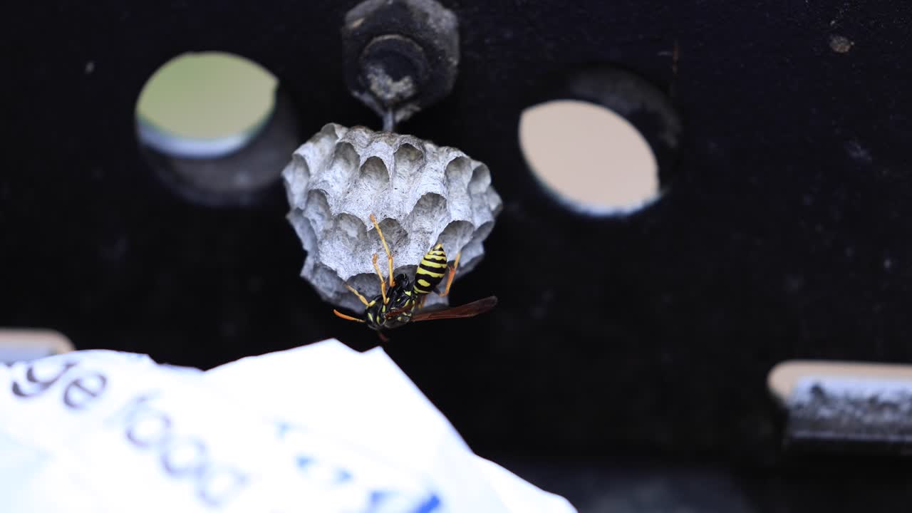 Wasp Inside BBQ in Colorado, Wasps Nest in a Barbecue, Yellow Wasp on Nest Black Background