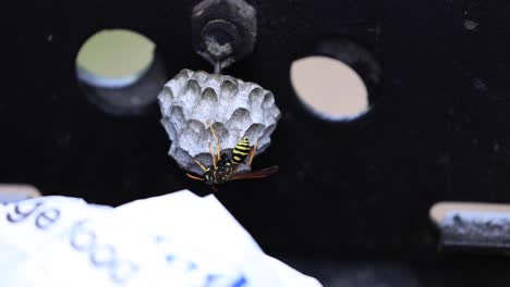 Wasp-Inside-BBQ-in-Colorado,-Wasps-Nest-in-a-Barbecue,-Yellow-Wasp-on-Nest-Black-Background