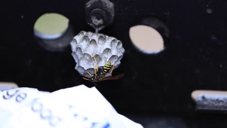 wasp inside bbq in colorado, wasps nest in a barbecue, yellow wasp on nest black background