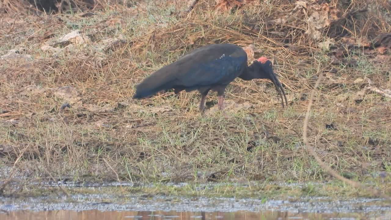 Red-naped Ibis in pond area ...