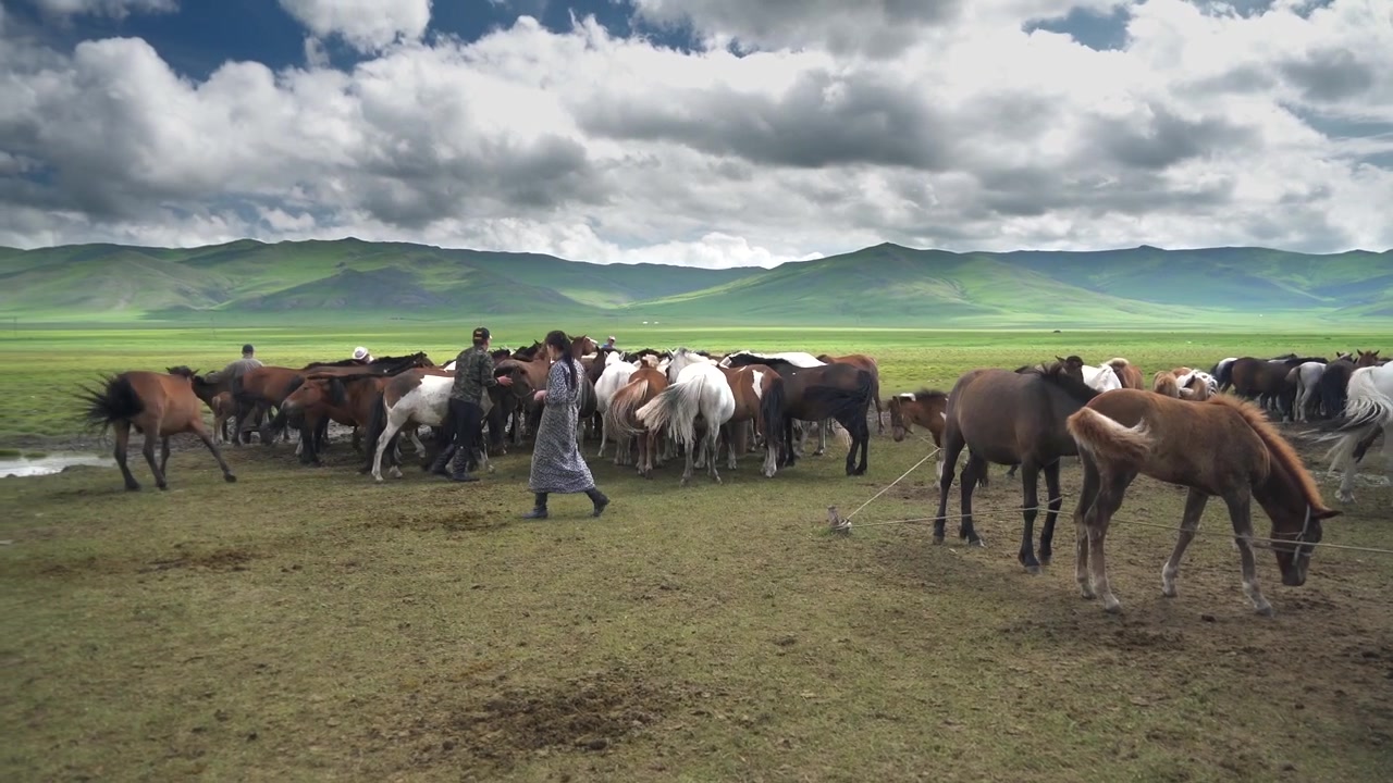 Pastori mongoli che accudiscono i cavalli su una vasta steppa verde