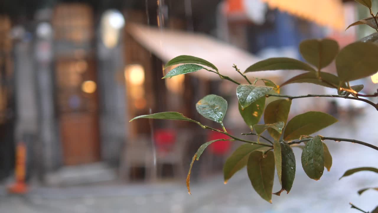Rainy Street Scene with Leaves