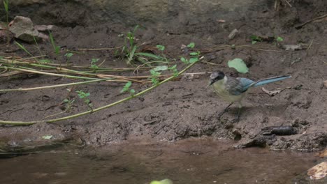 Azurflügelige-Elstervögel-,-Die-In-Einem-Schlamm-Am-Bachwasser-Stehen