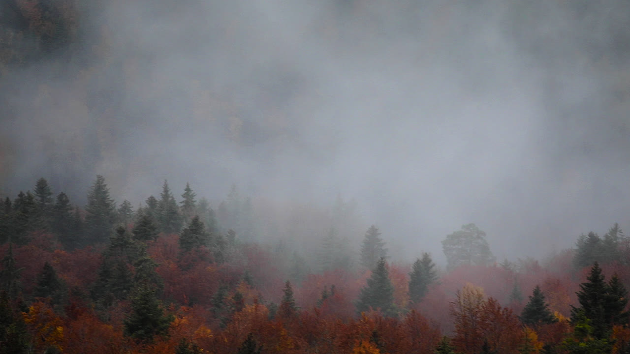 안개 낀 산의 변덕스러운 장면, 가을 동안 소나무 숲을 덮고 있는 안개