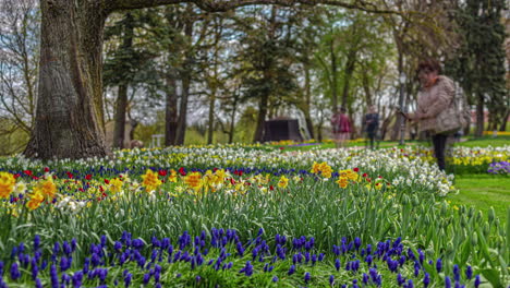 fotografía de tulipanes y narcisos coloridos con hojas y tallos verdes exuberantes en un jardín de los países bajos con lugareños caminando mirando hermosas flores durante el día