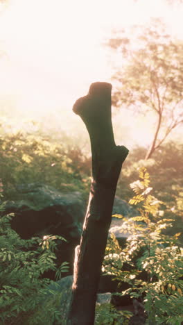 closeup of a tree trunk in a forest