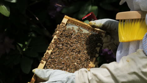 beekeeper pulls honey comb out of a bee hive.