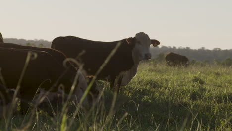 cow at sunset