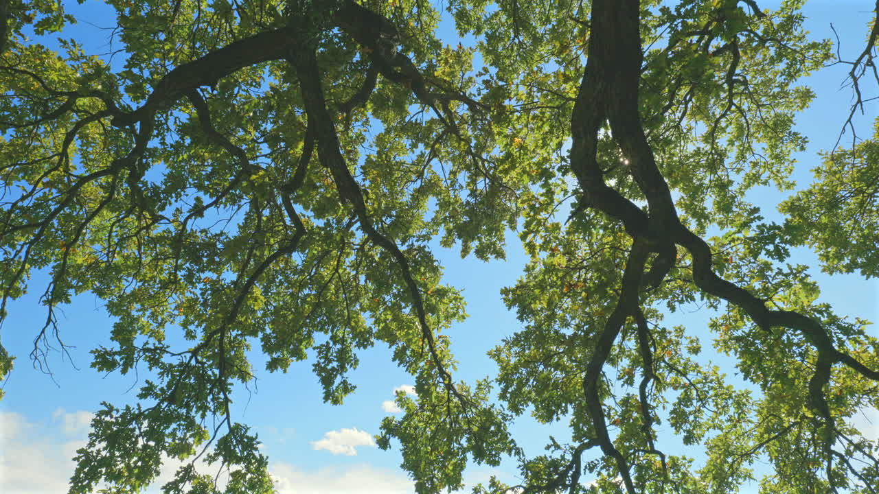 los rayos del sol brillan a través de las ramas del árbol