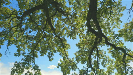 the sun's rays shine through the branches of the tree