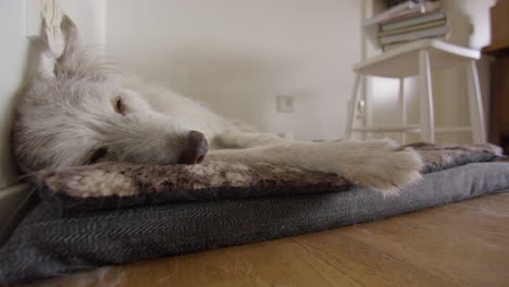 a cute husky collie mixed breed dog sleeping in her bed, medium shot