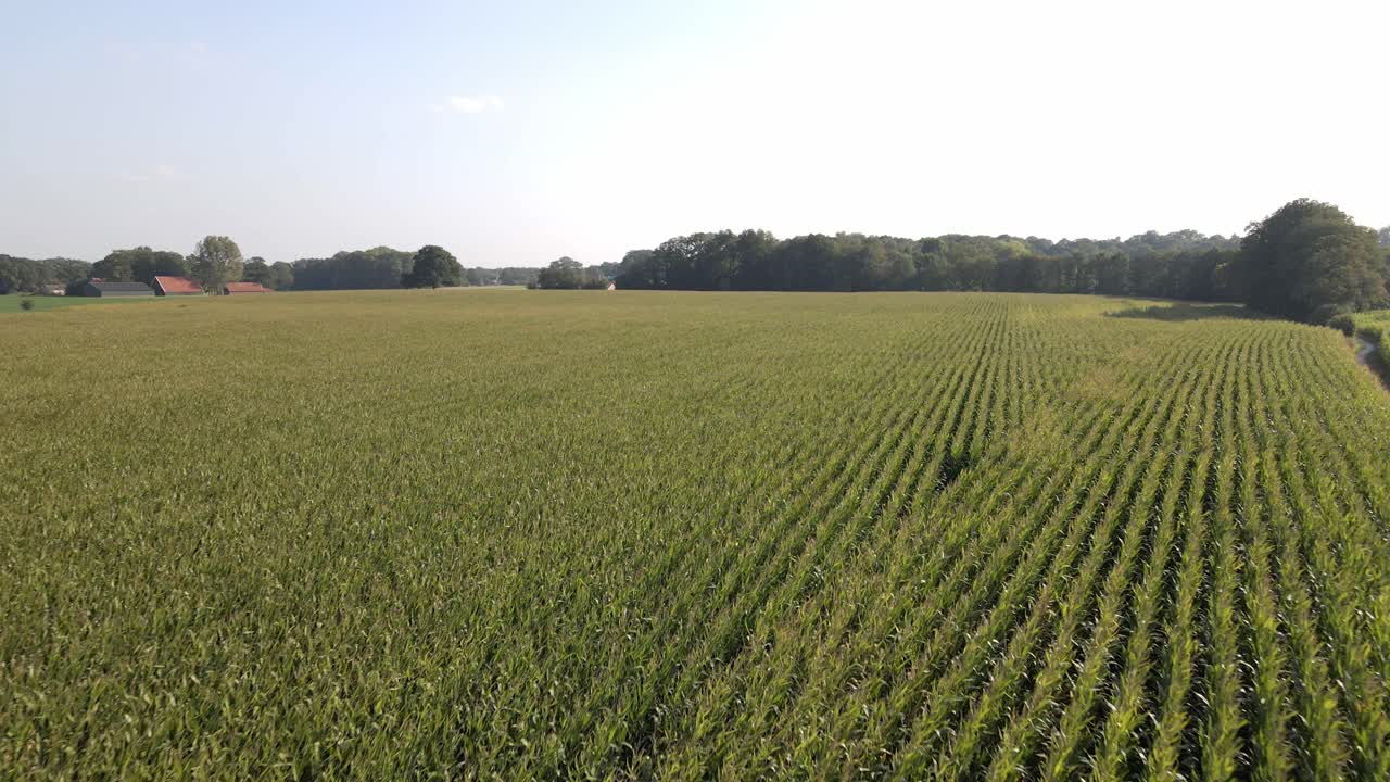 A drone shot of a big green cornfield in the Netherlands