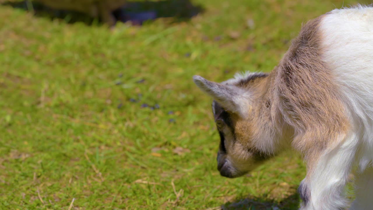 애완 동물원 에서 귀여운 새끼 염소