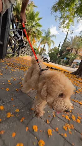 dog walking on a sunny day