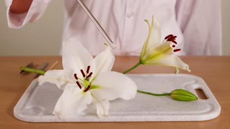 a scientist analyzes a lily flower on a tray using tools, highlighting botanical study techniques in a controlled environment