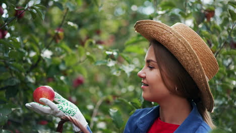 long-haired blonde lady in straw hat picking apples into a basket. female farmer working in the gloves to gather fruit.