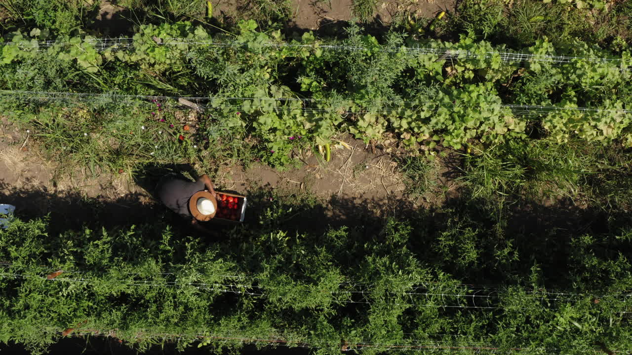 agricultor recogiendo y poniendo fruta fresca de tomate rojo en la caja, toma aérea de arriba hacia abajo