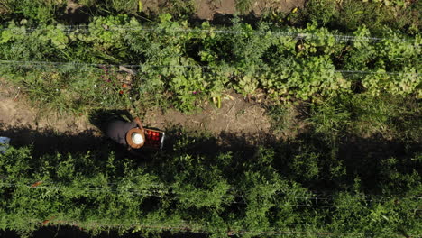 Agricultor-Recogiendo-Y-Poniendo-Fruta-Fresca-De-Tomate-Rojo-En-La-Caja,-Toma-Aérea-De-Arriba-Hacia-Abajo