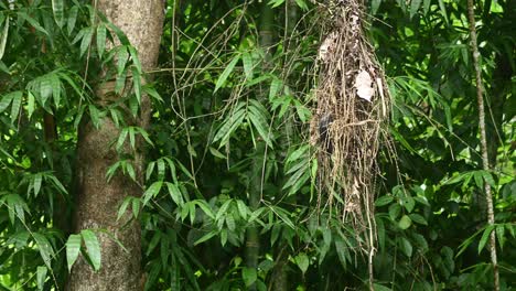 dusky broadbill, corydon sumatranus