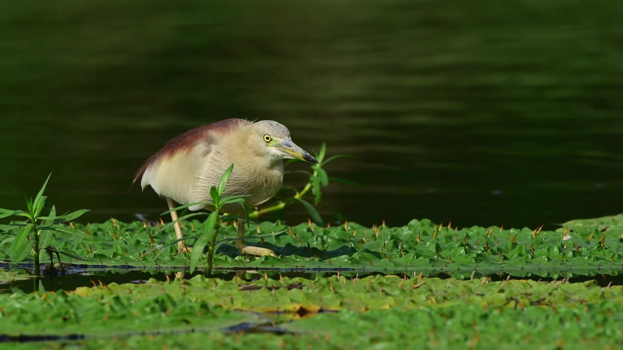 Perfect for nature, conservation, and ornithology video projects, this crisp asset features a small Asian heron meticulously searching for fish and insects on aquatic flora.