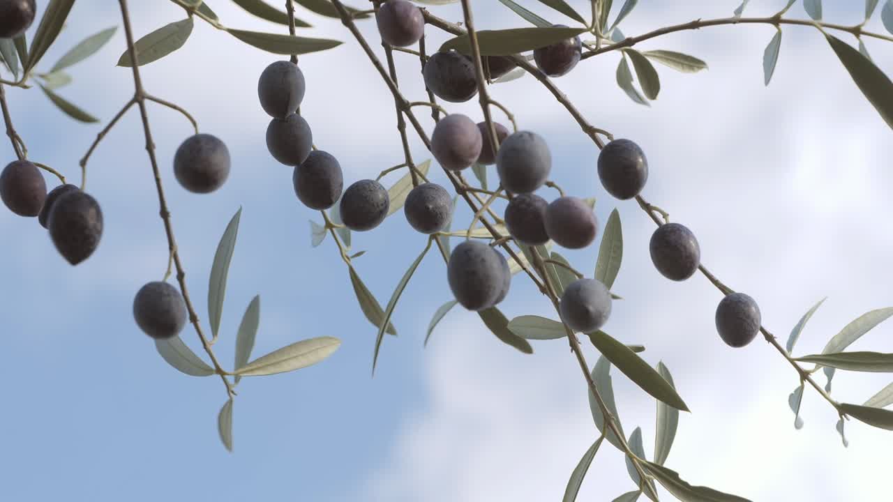 aceitunas maduras colgando de una rama de olivo
