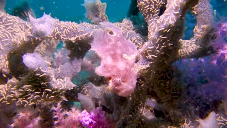 el pequeño pez sapo de aleta rosada antennatus nummifer imita al depredador de emboscada de coral blando