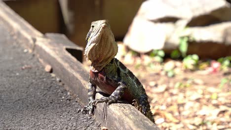 male australian eastern water dragon, intellagama lesueurii with deep red colour on the chest and belly area, spotted basking on the kerbside of a forest pathway, wondering around the surroundings