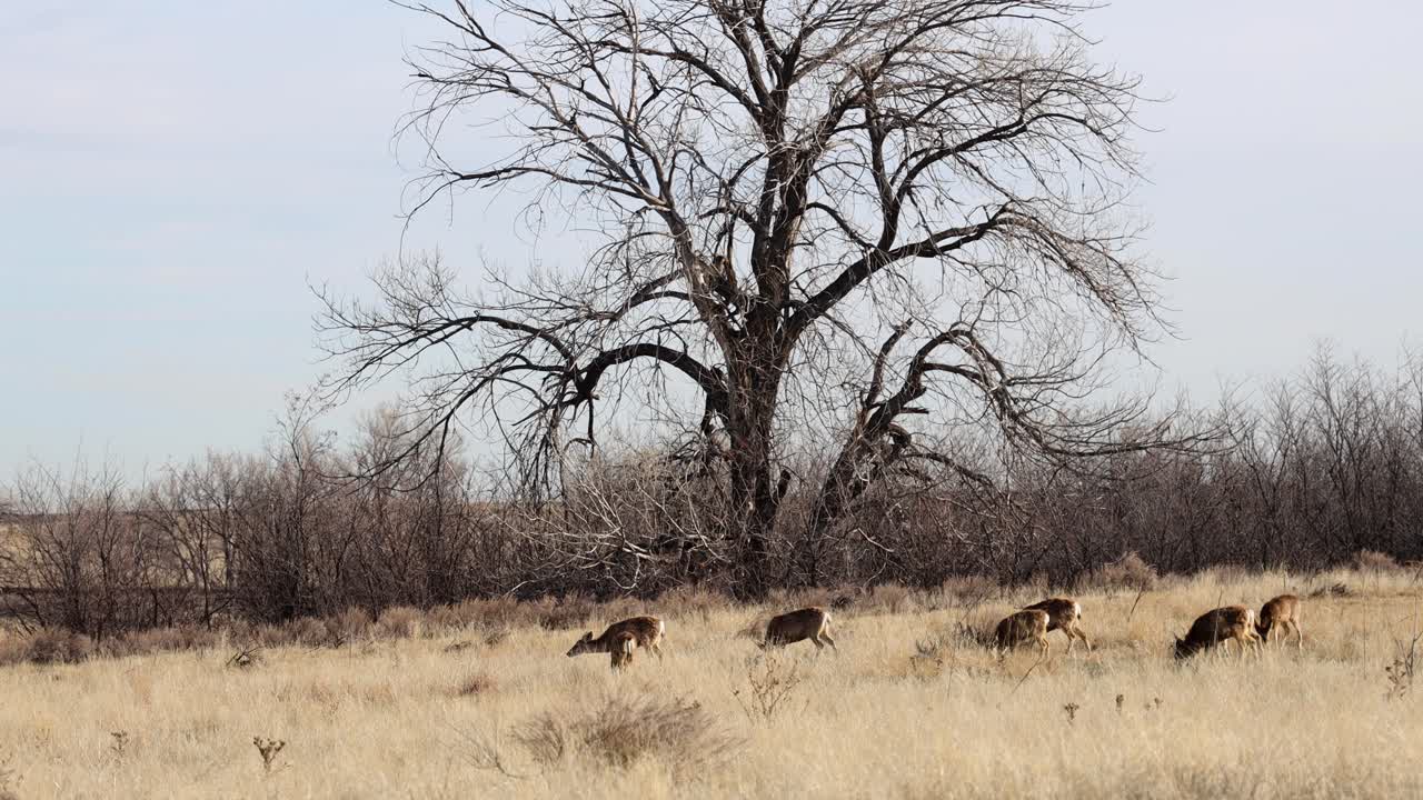 덴버 콜로라도 근처 록키 마운틴 무기고에 있는 큰 나무 앞에서 풀을 뜯고 있는 흰꼬리 사슴