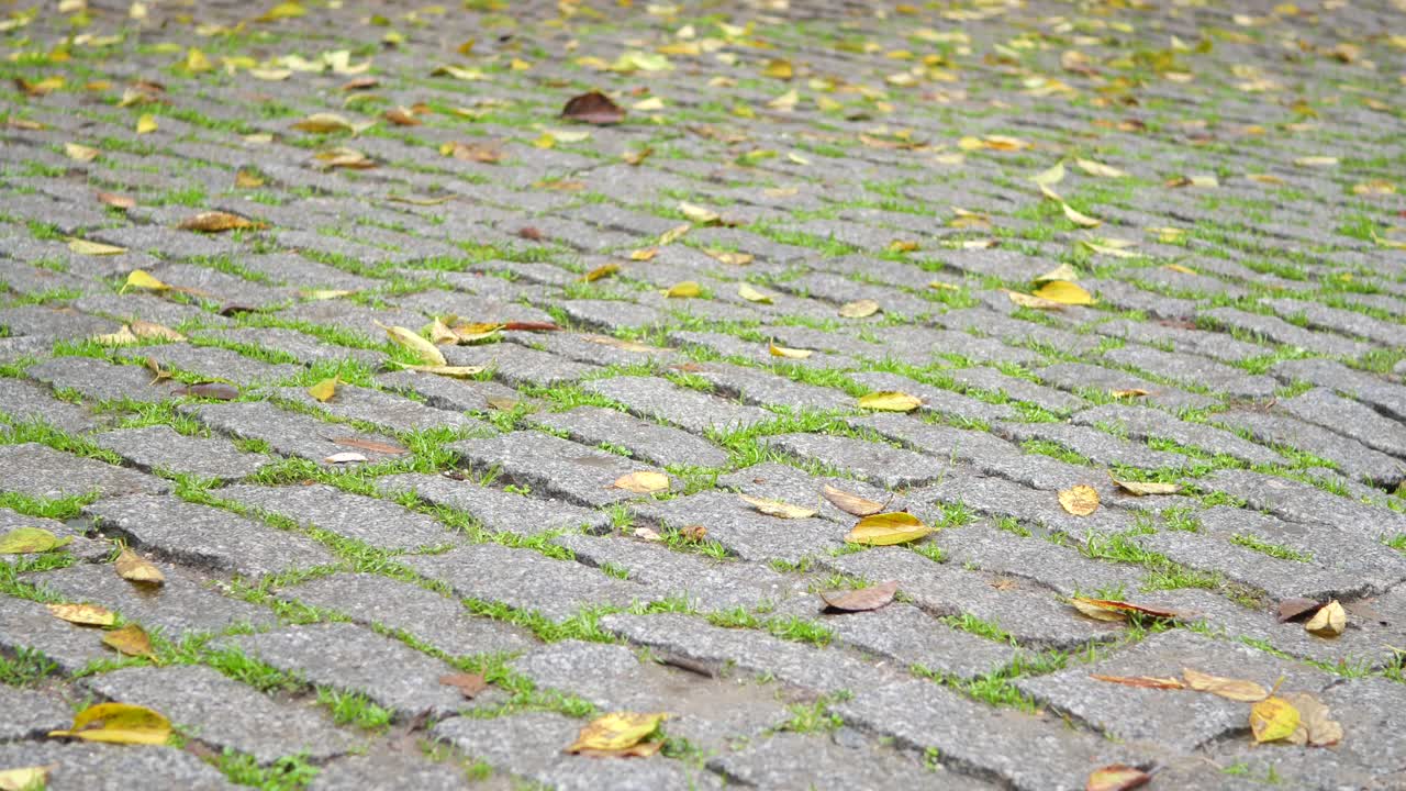 초록 잔디 와 가을 잎 이 있는 자갈 돌 로 된 길