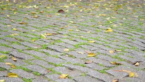 cobblestone path with green grass and autumn leaves