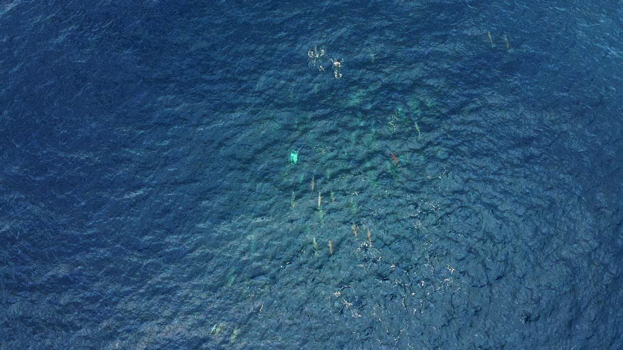 Large Group Of Spinner Dolphins Jumping And Swimming On The Deep Blue Sea.-  top view aerial