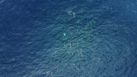 large group of spinner dolphins jumping and swimming on the deep blue sea.-  top view aerial