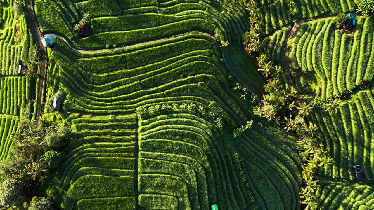 Rigogliose risaie e ripide terrazze agricole si estendono su terreni agricoli tropicali con palme a Bali, Indonesia, riprese aeree con drone.