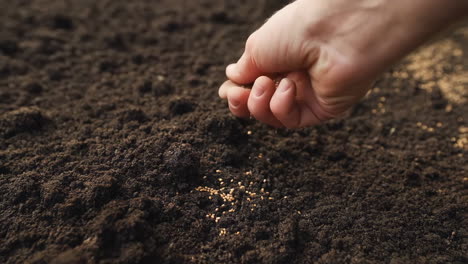 a hand sowing seeds into dark soil