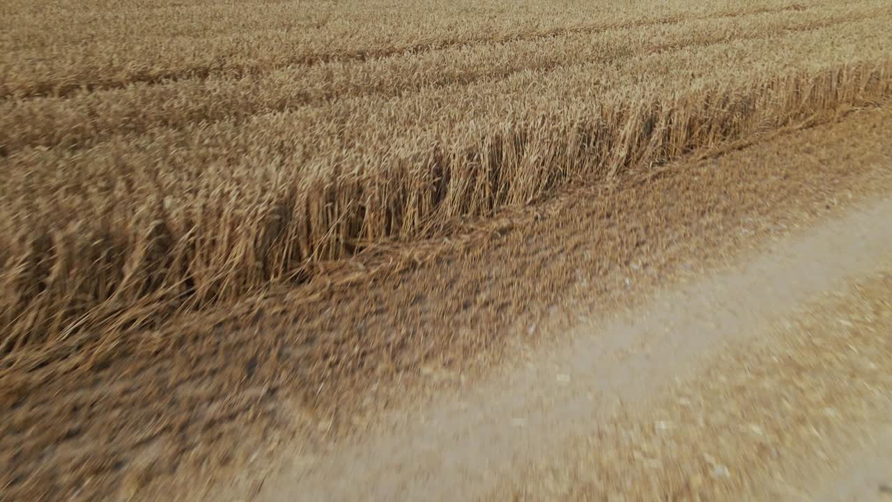 зрелое зерновое поле. граница поля с зеленым лугом видна. город виден на горизонте. аэрофотография