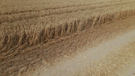 ripe grain field. the border of a field with a green meadow is visible. the city is visible on the horizon. aerial photography