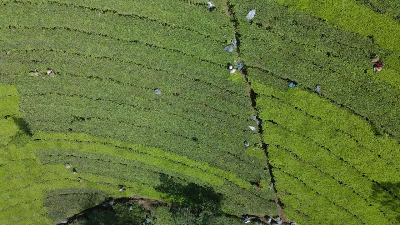 Overhead drone shot group of farmers on the tea plantation for harvesting and picking the tea leaves