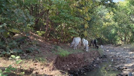 las vacas indias vagan libremente junto a un pequeño arroyo en el bosque, ejemplificando la coexistencia armoniosa entre la vida silvestre y la naturaleza en la india.