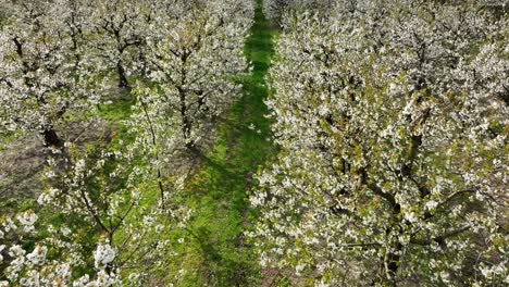 Luftaufnahme-Der-Im-Frühling-Blühenden-Sakura