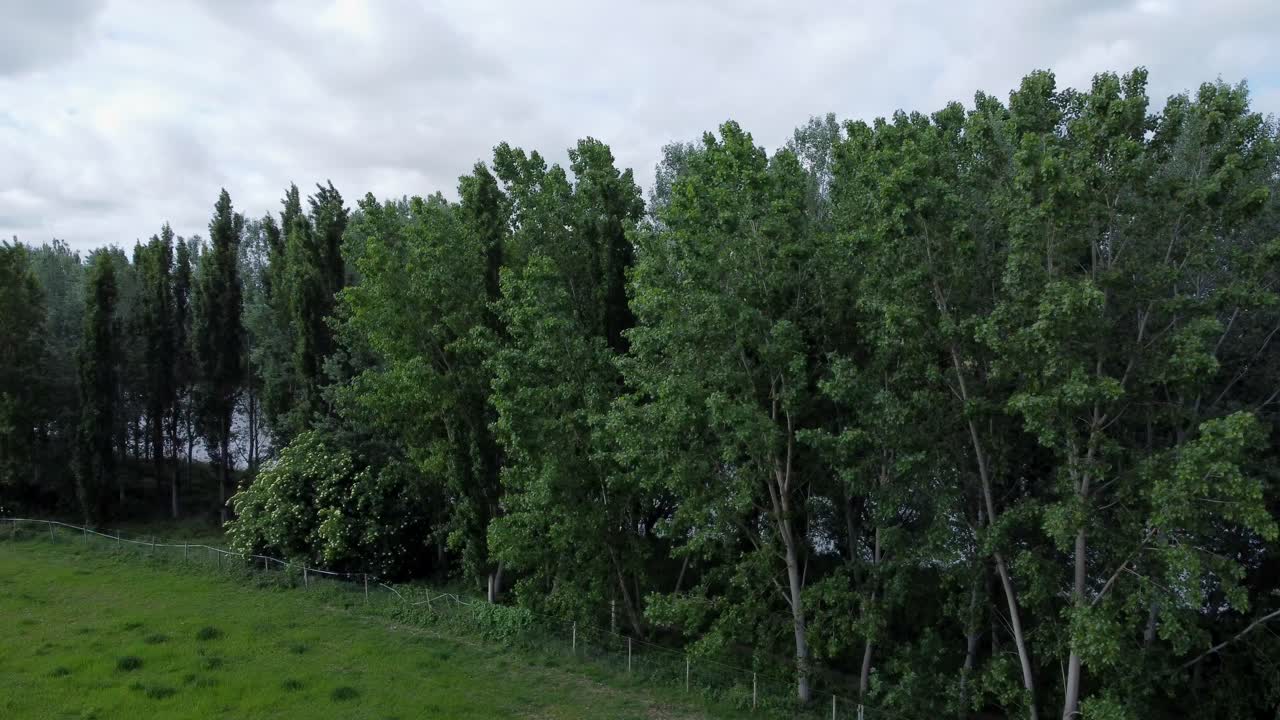 The river bank and the forest from drone view