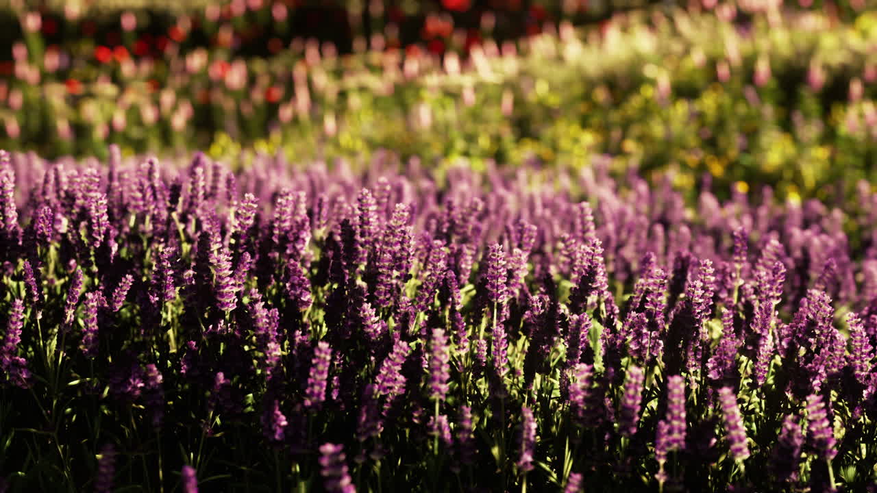 prado silvestre con flores silvestres en flor en la suave luz del sol de la mañana temprano o al atardecer