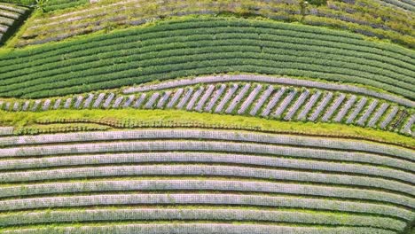 bird eye view level shoot of vegetable garden