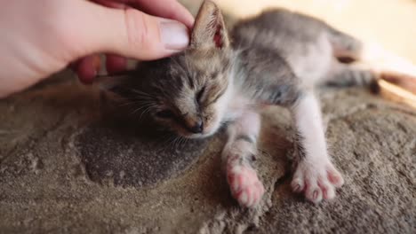 sick and weak looking tiny kitten gets head scratches, close up