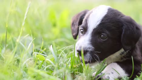 black and white puppy playing in grass