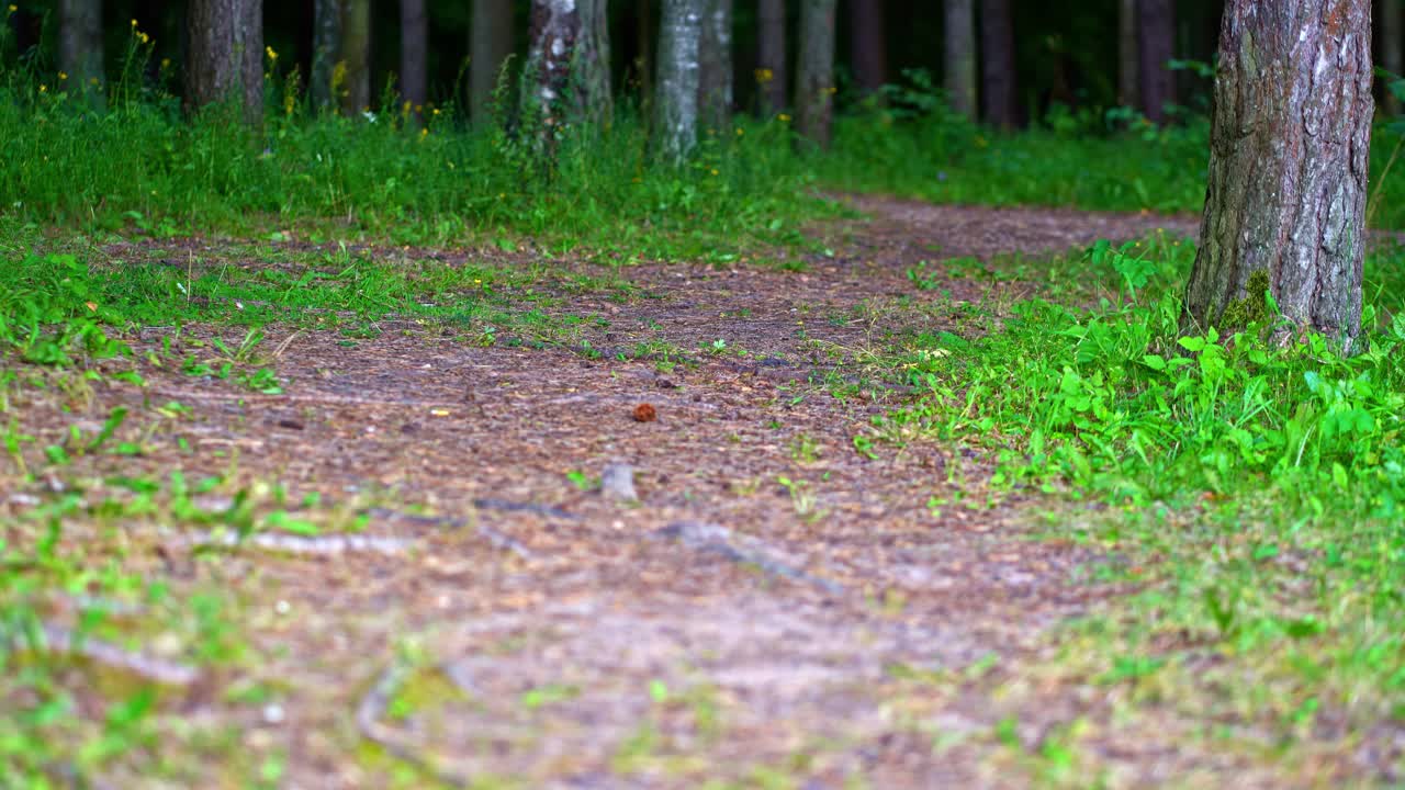 Close-Up View of Forest Ground Trail Covered With Pine Needles and Grass