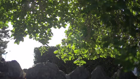 Young-Boy-Walking-Through-Trees