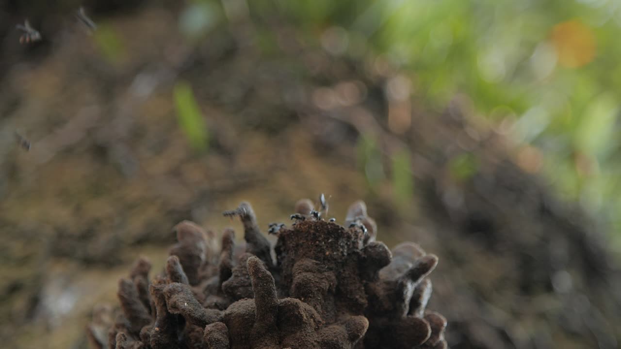 colmena de abejas nativas brasileñas sin aguijón en un movimiento de árbol con cámara