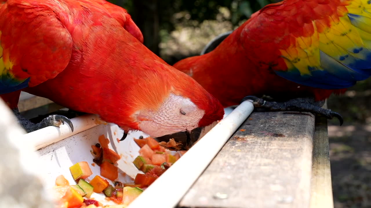 Close up: Scarlet macaws eating fruit at mexican jungle