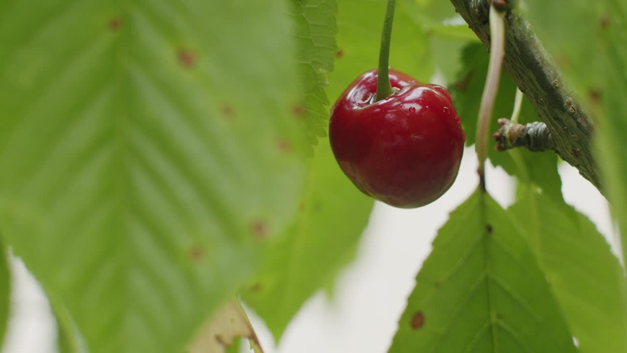 Buah ceri matang bergelantungan di pohon ceri