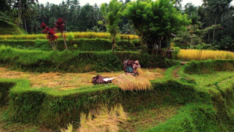 tegalalang rice terrace drone flys over man threshing in ubud, bali